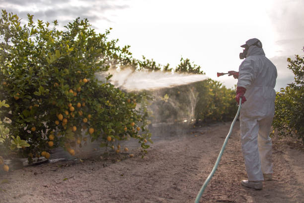 Best Residential Pest Control  in Patton Village, TX